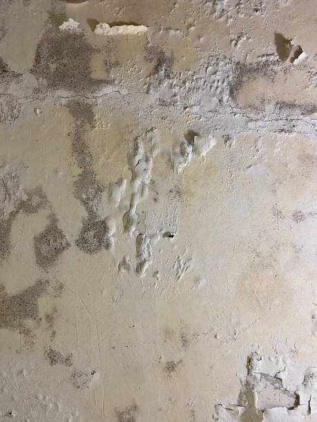 Professional Mold Remediation in Monroe, IA