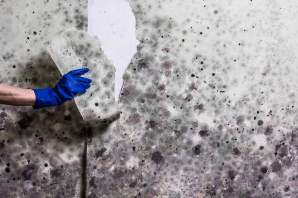 Professional Mold Remediation in Monroe, IA